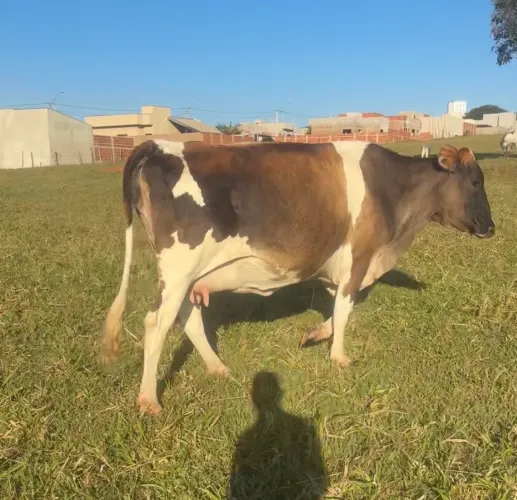 Vaca de leite