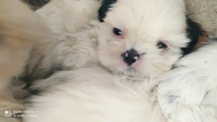 Filhote Shih tzu fêmea