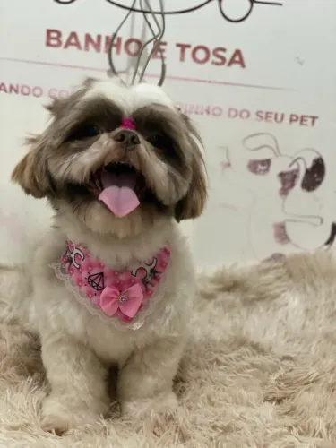 Casal Shih tzu branco com chocolate disponível para reserva 