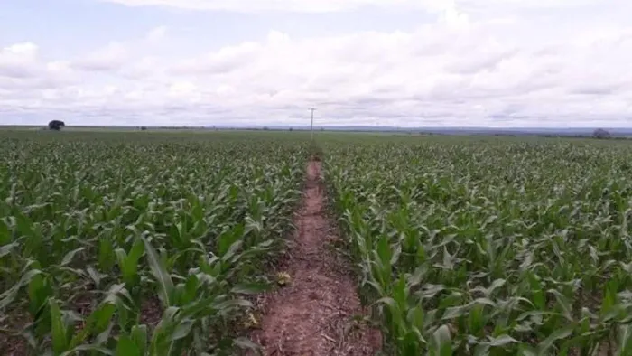 Fazenda para Venda em Buriti Bravo, Buriti Bravo