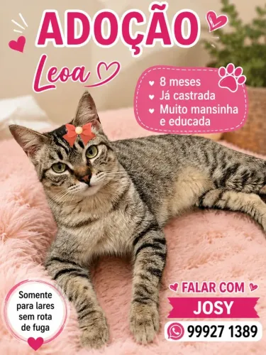 Adoção pra gato