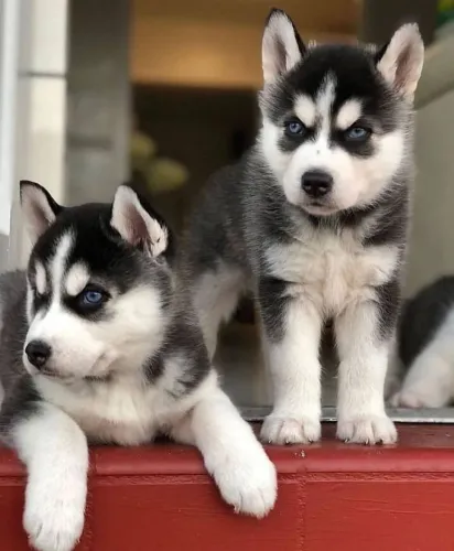 Filhote Husky Siberiano, Um filhotinho para chamar de seu está esperando por você!