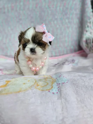 Filhotes de Shih Tzu/ Shitzu de porte pequeno ideal para casa macho e fêmea com garantias