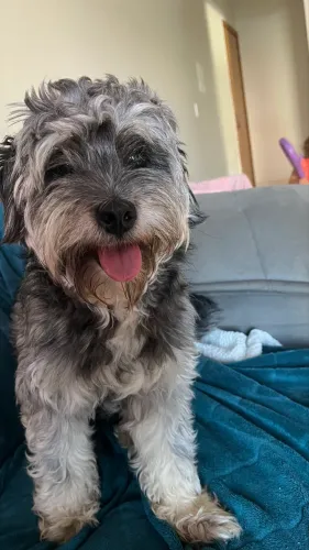 Cachorro macho
