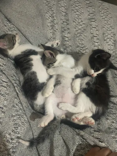 Doação de gatinhos