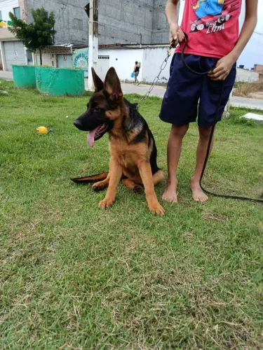 FILHOTE FÊMEA DE PASTOR ALEMÃO
