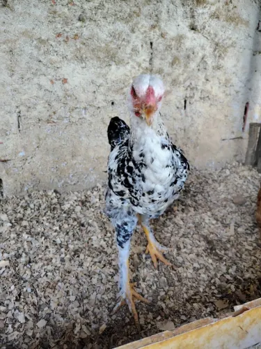 Franguinho Caipira
