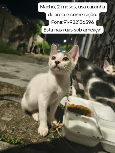 Gatinhos disponíveis para adoção responsável!