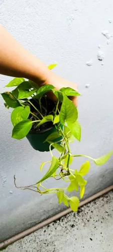 Planta Jiboia