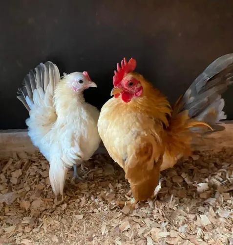 Casal de franguinhos serama