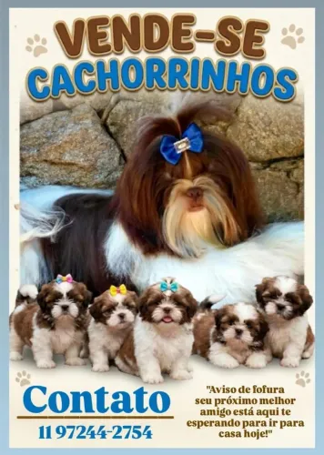 Filhotes da raça  shihtzu  procure cuidados e boa procedência  da raça tenho lindos  fi