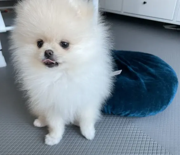 Lulu da Pomerânia simplesmente perfeito