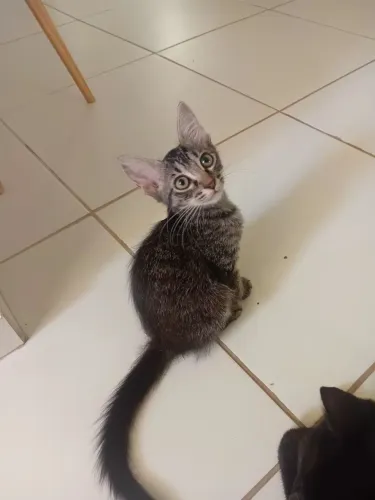 Doando gato - deixo na sua residencia. Em toda fortaleza