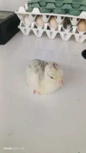 Pintinhos