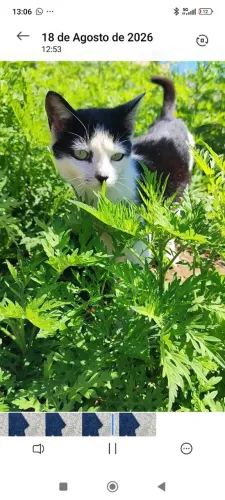 Doa-se essa gatinha frajolinha linda