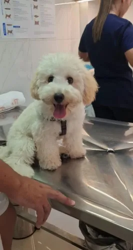 POODLE Para doação 