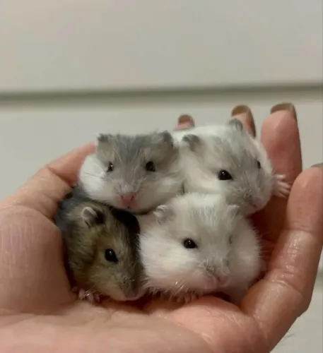 Hamster Anão Russo Branco