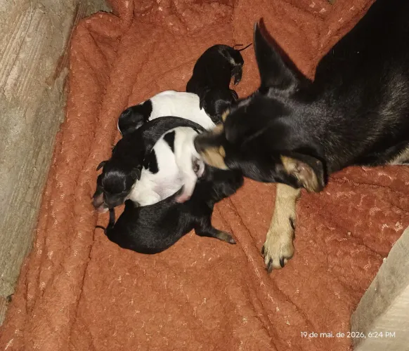 Vende-se um cachorro pinscher