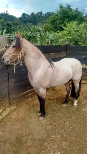 Cavalo criolo rosilho bagual 12 anos super cuidado