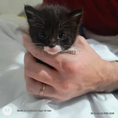 Filhotes de Gatinhos