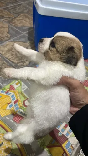 Cachorro