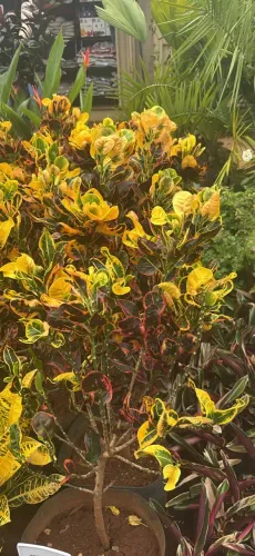 Croton maçã 80 cm