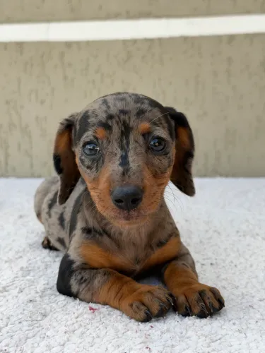 Dachshund Fêmea Arlequim Prata ( Reserva 20 de Julho ) 