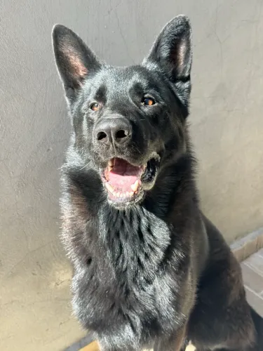 Cachorro Pastor alemão preto 
