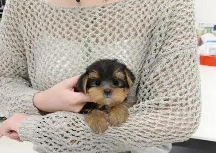 Filhote de cachorro yorkshire saudável de linhagem selecionada