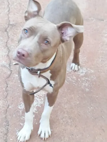 Pit Bull 