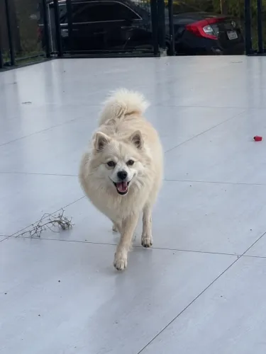 Lulu da Pomerania