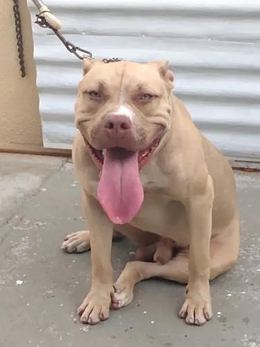 Cachorro