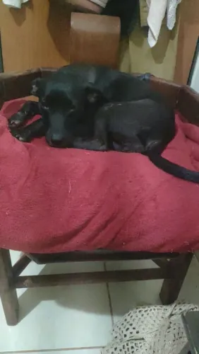 Está é a Luna,está para a doação, é chipada e castrada,carinhosa, brincalhona