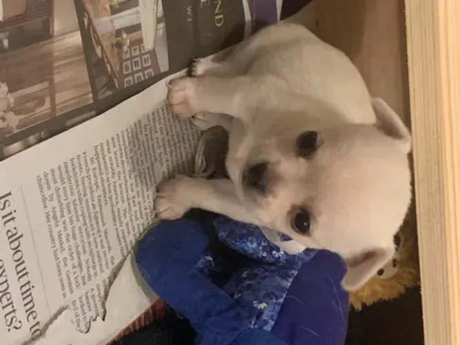 Cães encantadores procurando um lar acolhedor