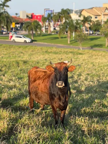Vendo 2 vacas prenha e mais um terneiro, gados de qualidade