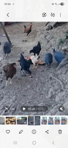 Guiné, cocá