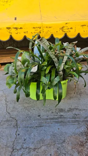 Planta Bromelia, vaso com 20und