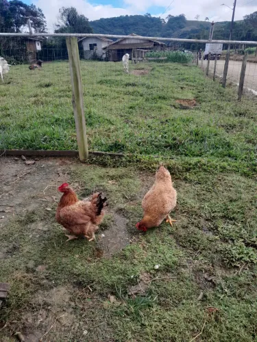 Vendo galos e galinhas 