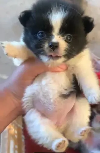 SPITZ ALEMÃO 30 DIAS
