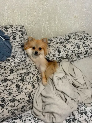 Spitz Alemã