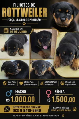 Filhote Cachorro rottwailer