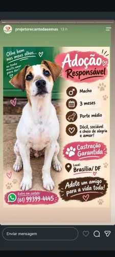 Adoção Responsável 