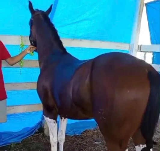 Vendo cavalo de corrida