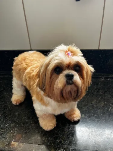 Banho e tosa com todo amor e cuidado que seu pet merece 