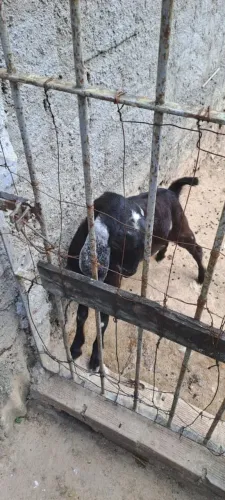 Lote de cabra prenha