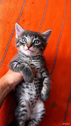 Gatinho para doação!