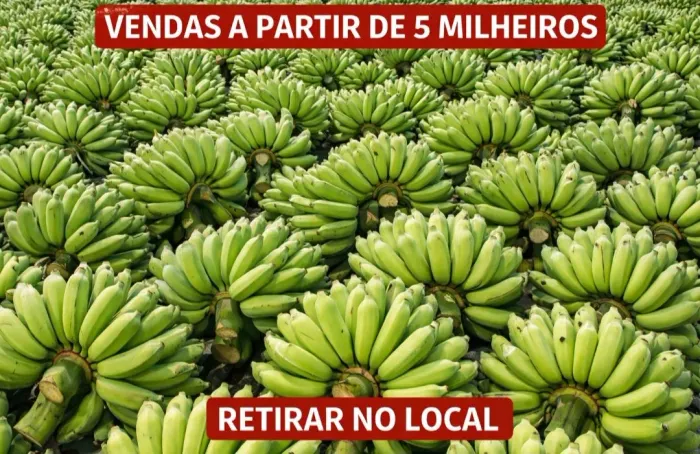 Bananas Verdes em Grande Quantidade