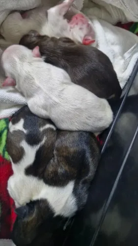Filhotes de Shih Tzu Disponíveis