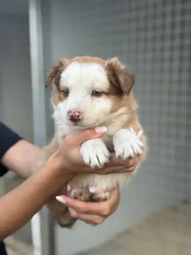 Border Collie: Beleza, Companheirismo e Carinho - raça mais inteligente do mundo!