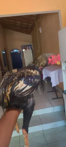 Galo índio suro